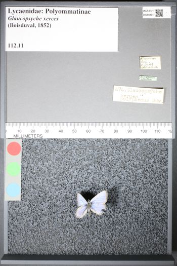 Media type: image;   Entomology 50891